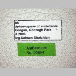 Aphaenogaster subterranea Latreille, 1798 label