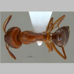 Camponotus shaqualavensis Pisarski, 1971 dorsal