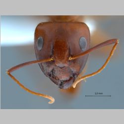 Camponotus shaqualavensis Pisarski, 1971 frontal