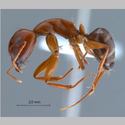 Camponotus shaqualavensis Pisarski, 1971 lateral