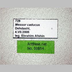 Messor caducus Victor, 1839 label