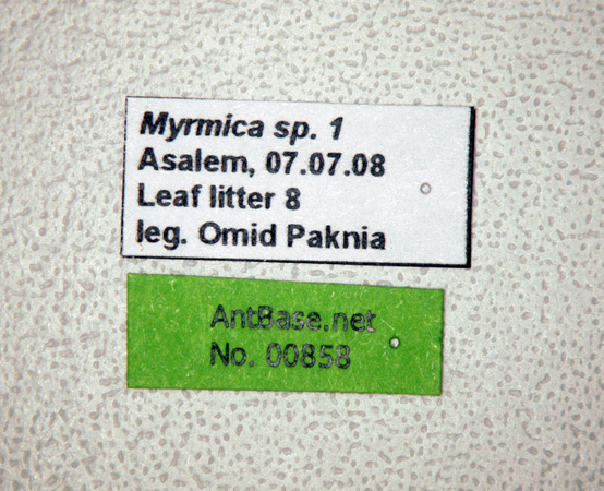 Myrmica sp-1 label