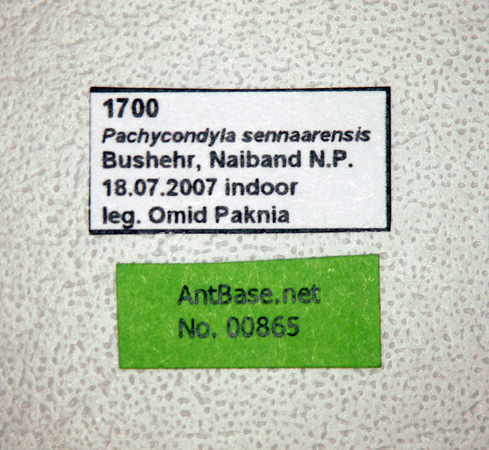 Pachycondyla sennaarensis label