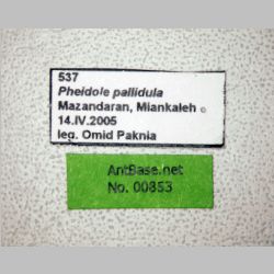 Pheidole pallidula Nylander, 1849 label