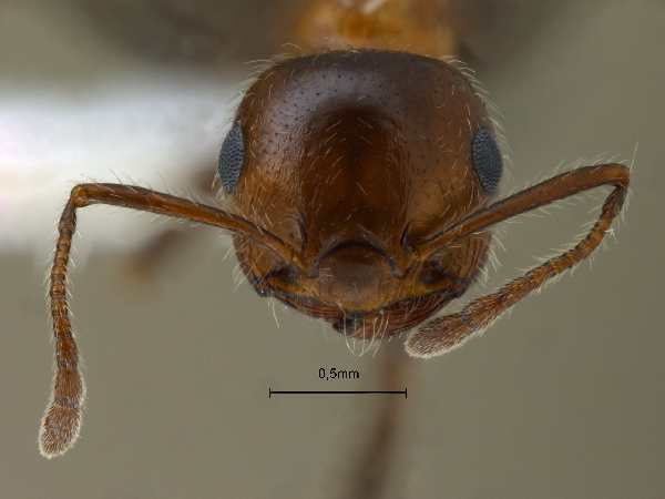 Crematogaster subdentata frontal