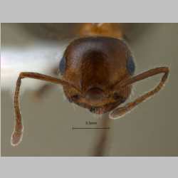 Crematogaster subdentata Mayr, 1877 frontal