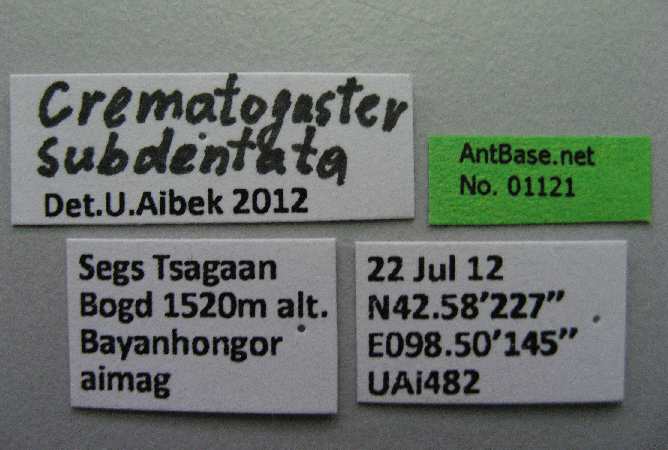 Crematogaster subdentata label