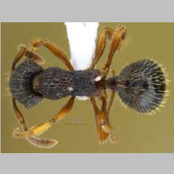 Leptothorax muscorum Nylander, 1846 dorsal