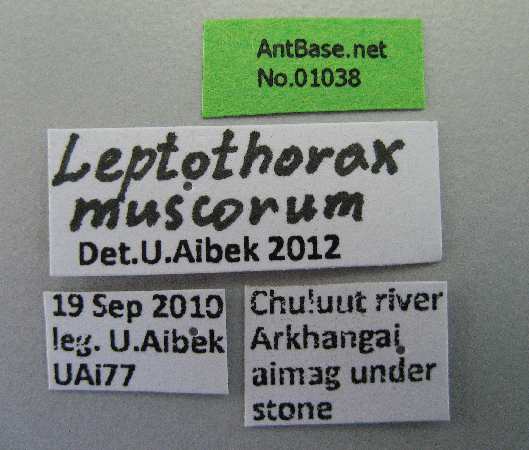 Leptothorax muscorum label