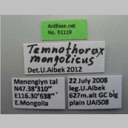 Temnothorax mongolicus Pisarski, 1969 label