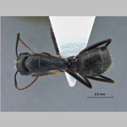 Camponotus aethiops Latreille, 1798 dorsal