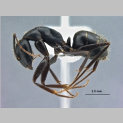 Camponotus aethiops Latreille, 1798 lateral
