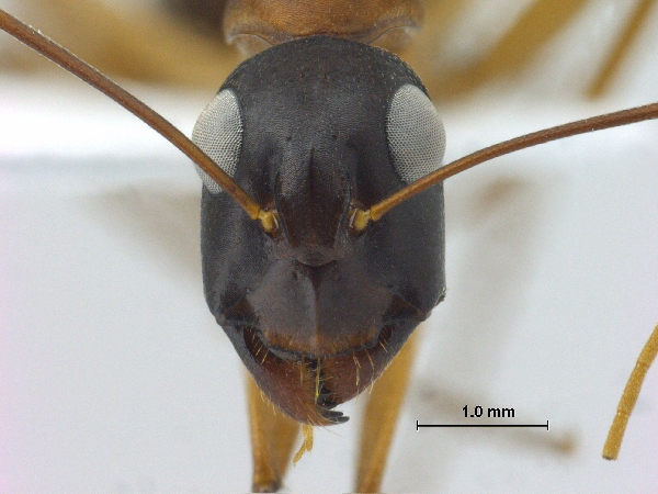 Camponotus oasium frontal
