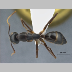 Camponotus xerxes Forel, 1904 dorsal