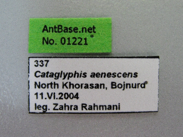 Cataglyphis aenescens label