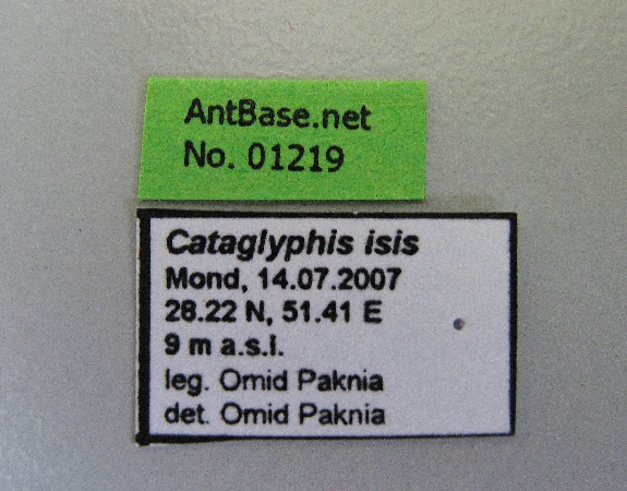 Cataglyphis isis label