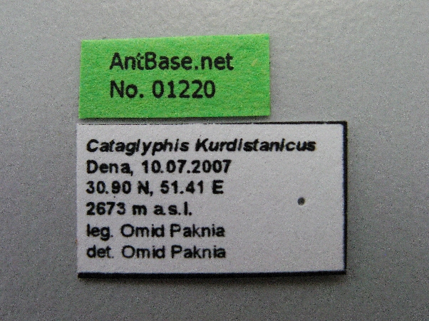 Cataglyphis kurdistanicus label