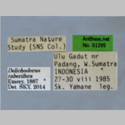 Dolichoderus tuberifera SKY, 2014 label