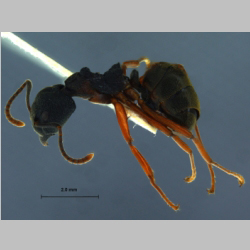 Dolichoderus tuberifera SKY, 2014 lateral