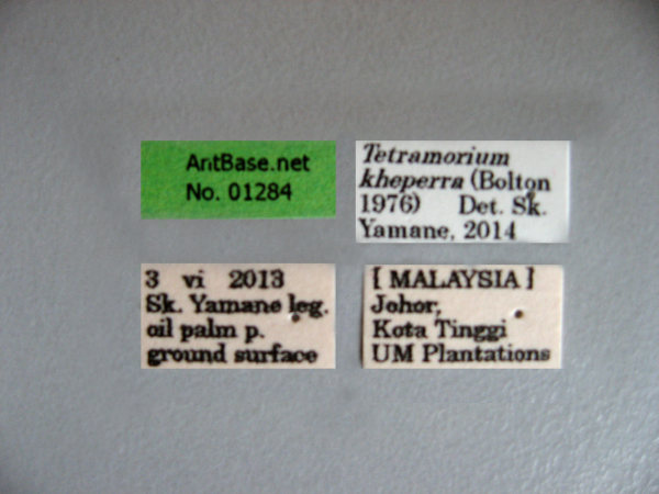 Tetramorium kheperra label