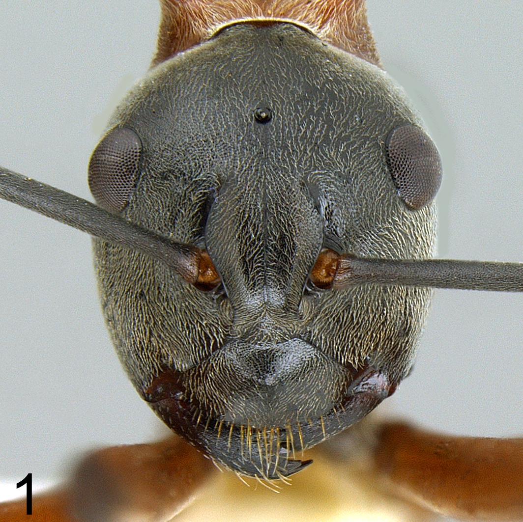 Polyrhachis bellicosa worker frontal