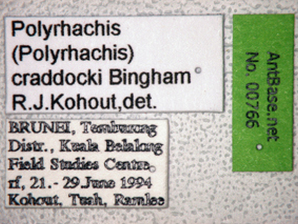 Polyrhachis craddocki label