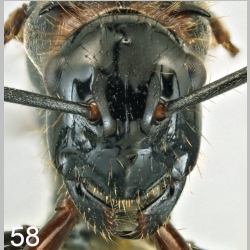 Polyrhachis lamellidens queen Fr. Smith, 1874 frontal