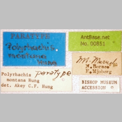 Polyrhachis montana Hung, 1970 label