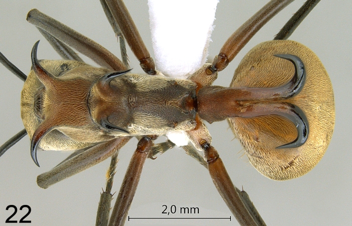 Polyrhachis olybria dorsal