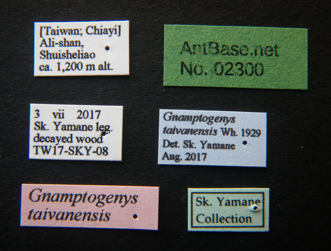 Gnamptogenys taivanensis label
