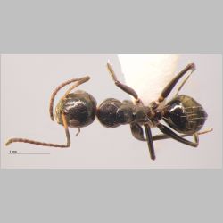 Camponotus 77 Mayr, 1861 dorsal