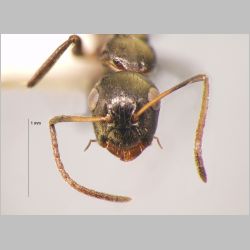 Camponotus 77 Mayr, 1861 frontal