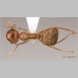 Camponotus asli Dumpert, 1989 dorsal