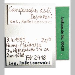 Camponotus asli Dumpert, 1989 label