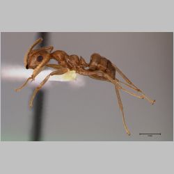 Camponotus asli Dumpert, 1989 lateral