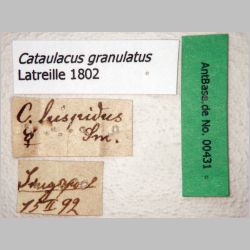 Cataulacus granulatus Latreille, 1802 label
