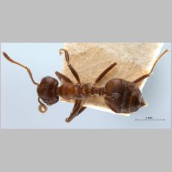 Crematogaster daisyi Forel, 1901 dorsal