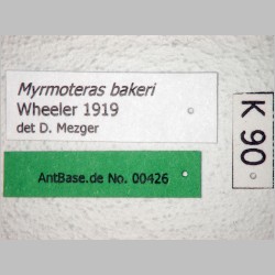 Myrmoteras bakeri Wheeler, 1919 label