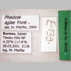 Pheidole aglae Forel, 1913 label
