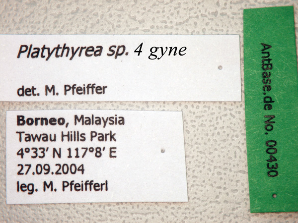 Platythyrea sp 4 gyne label