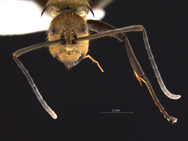 Polyrhachis 3 frontal