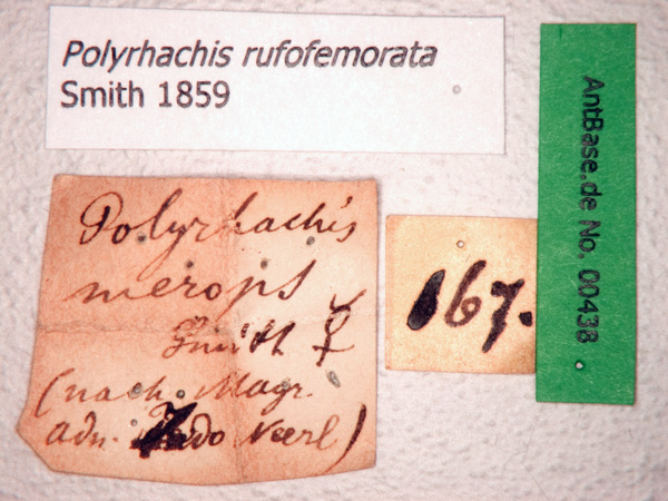 Polyrhachis rufofemorata label