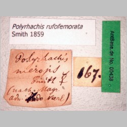 Polyrhachis rufofemorata Smith, 1859 label