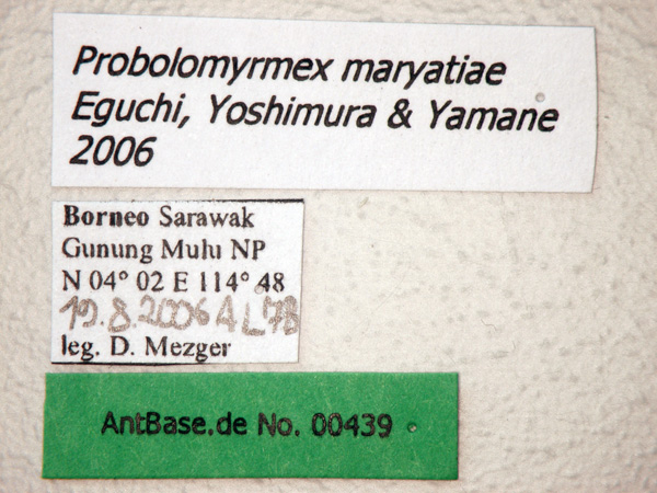 Probolomyrmex maryatiae label