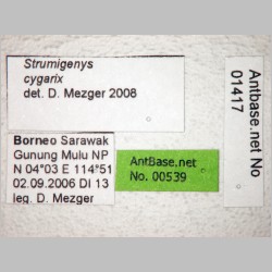 Strumigenys cygarix Bolton, 2000 label