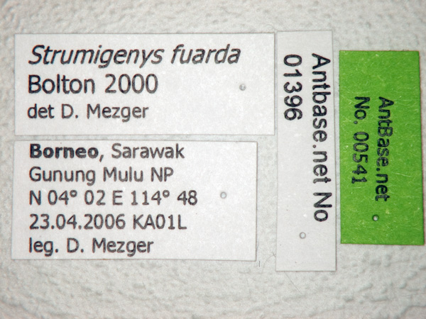 Strumigenys fuarda label