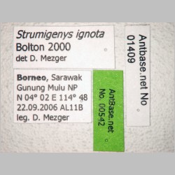 Strumigenys ignota Bolton, 2000 label