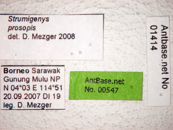 Strumigenys prosopis label