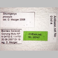 Strumigenys prosopis Bolton, 2000 label