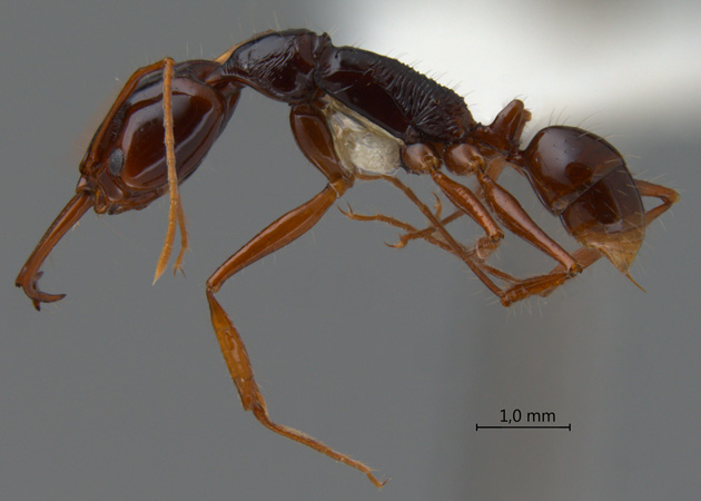 Anochetus princeps lateral